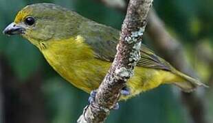 Violaceous Euphonia