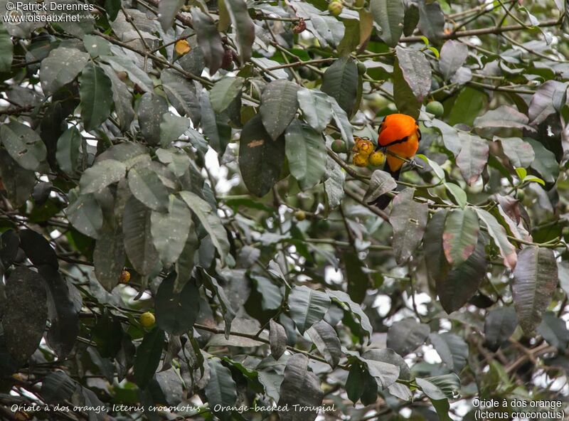 Oriole à dos orange, identification, habitat, mange