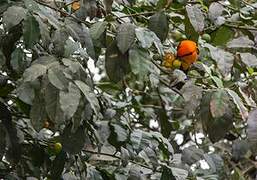 Orange-backed Troupial