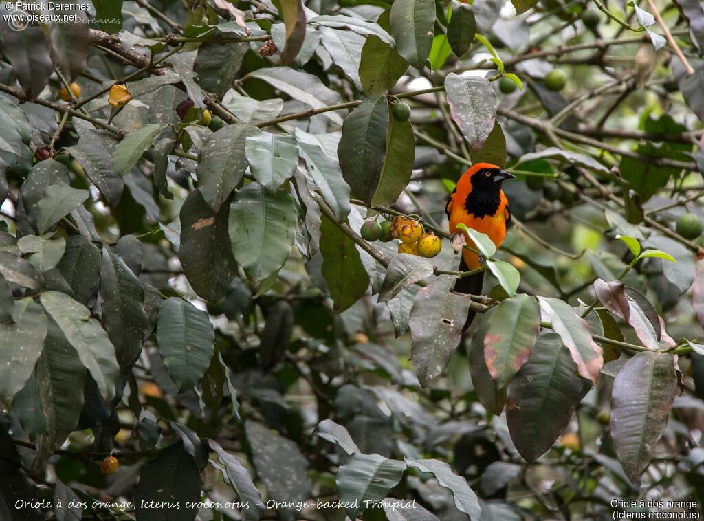 Oriole à dos orange, identification, habitat