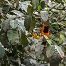Oriole à dos orange