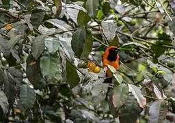 Orange-backed Troupial