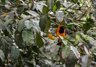 Oriole à dos orange