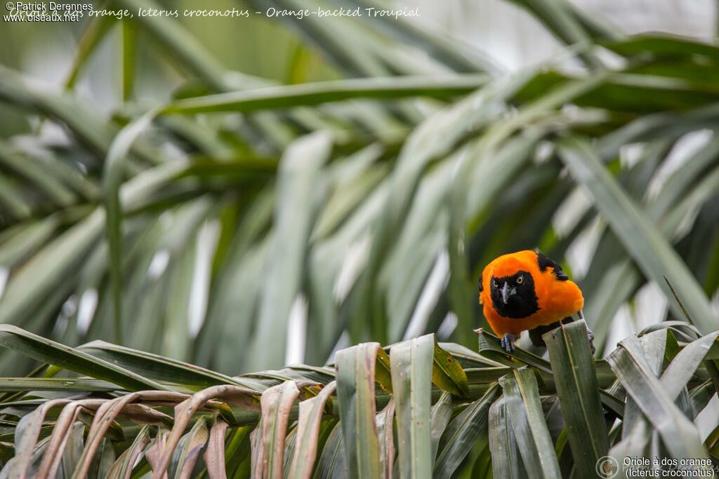 Orange-backed Troupial, identification, habitat