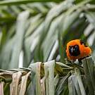 Oriole à dos orange
