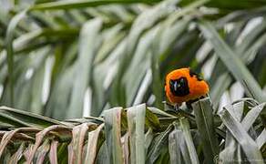 Oriole à dos orange