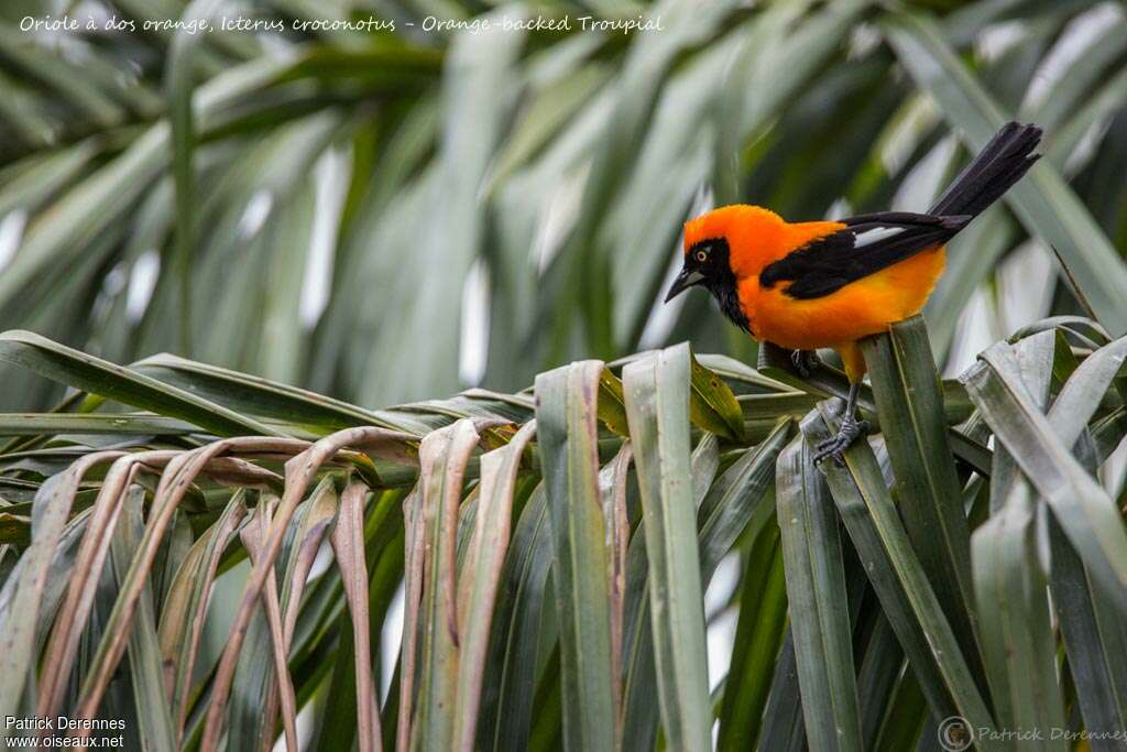 Oriole à dos orangeadulte, identification