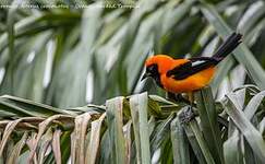 Oriole à dos orange