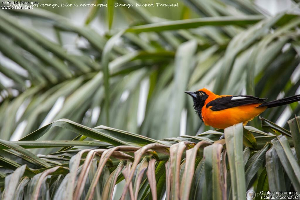 Oriole à dos orange, identification, habitat