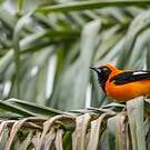 Oriole à dos orange