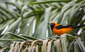 Oriole à dos orange