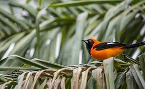 Oriole à dos orange