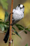 Long-tailed Tit