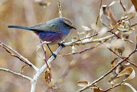 White-browed Tit-warbler