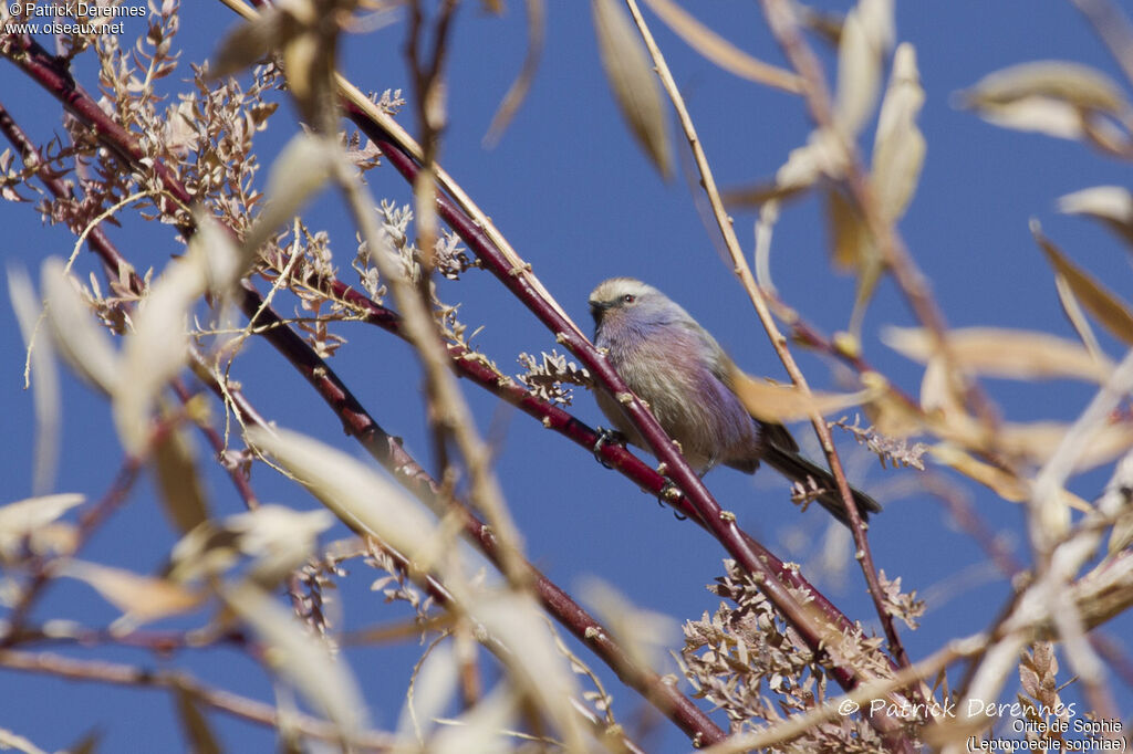 White-browed Tit-warbler