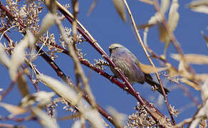 White-browed Tit-warbler