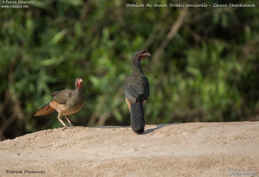 Chaco Chachalaca, identification, habitat