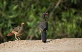 Chaco Chachalaca