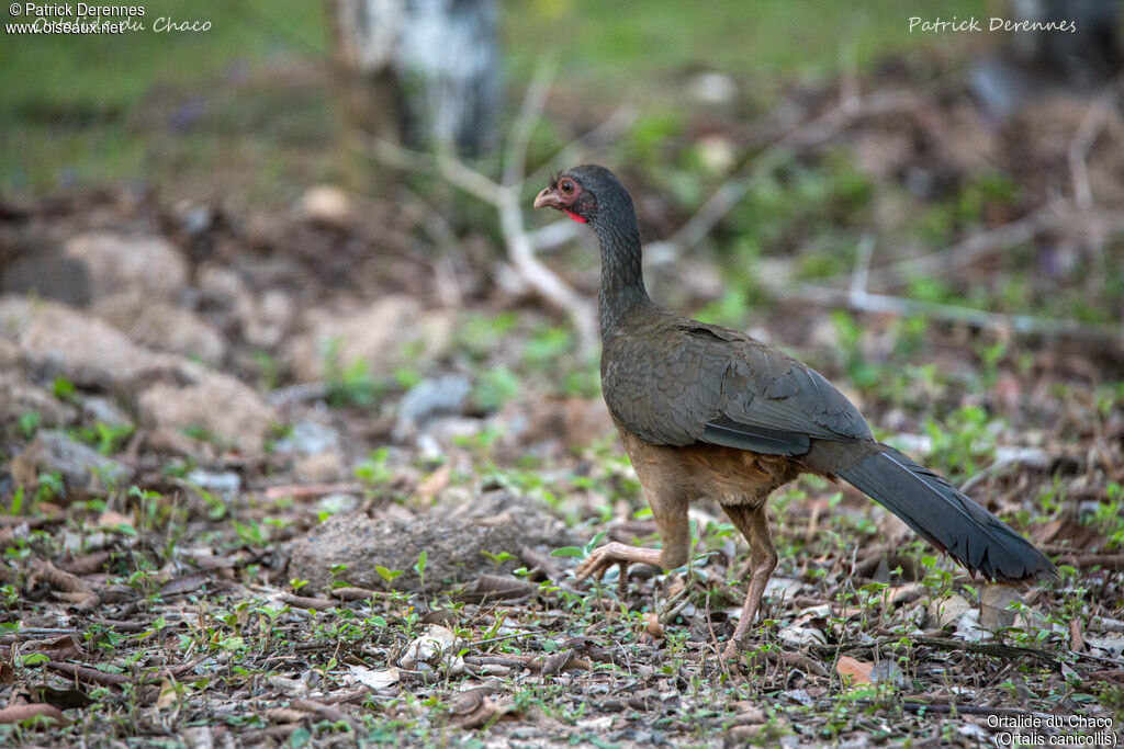 Ortalide du Chaco, identification, habitat