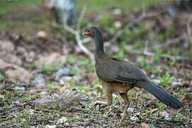 Chaco Chachalaca