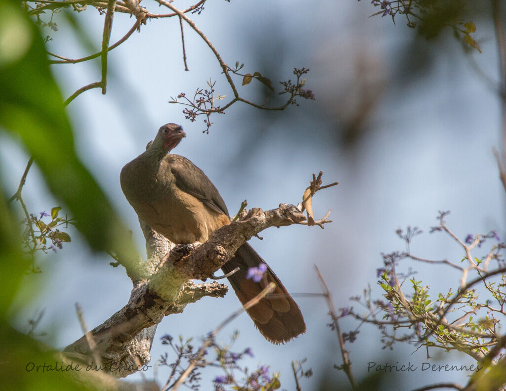 Chaco Chachalaca, identification, habitat