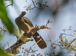 Chaco Chachalaca