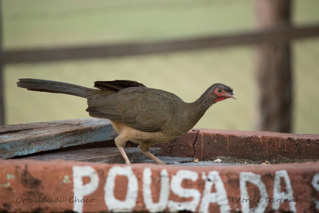 Chaco Chachalaca, identification, habitat