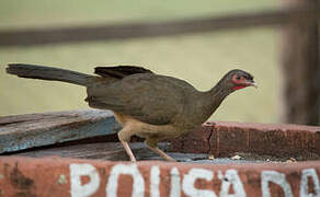 Chaco Chachalaca