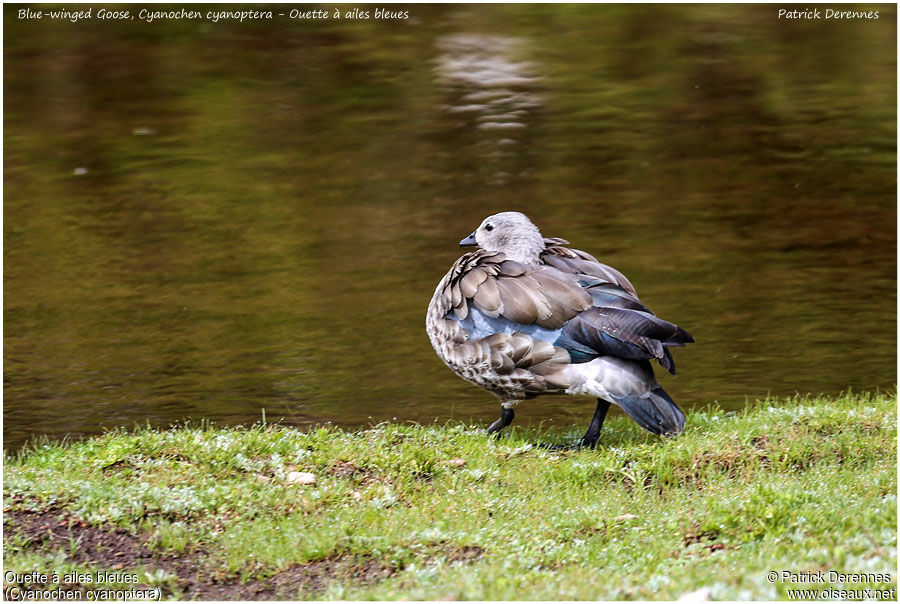 Blue-winged Gooseadult, identification