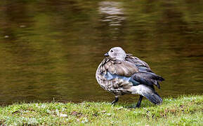 Ouette à ailes bleues