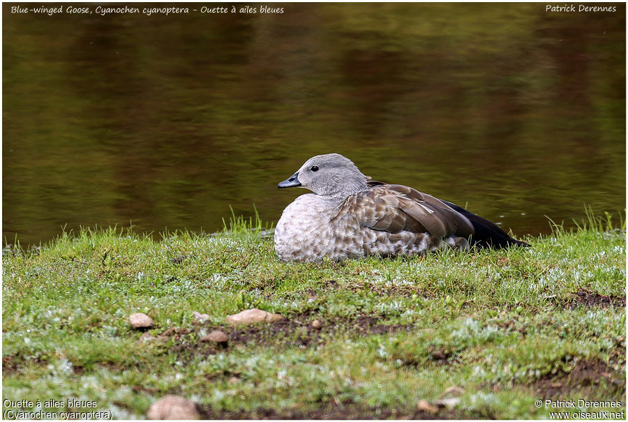 Blue-winged Gooseadult, identification