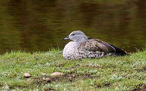 Blue-winged Goose