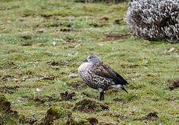 Blue-winged Goose