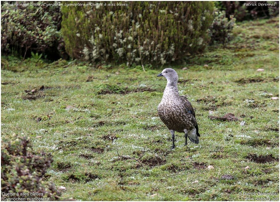 Blue-winged Gooseadult, identification