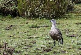 Blue-winged Goose