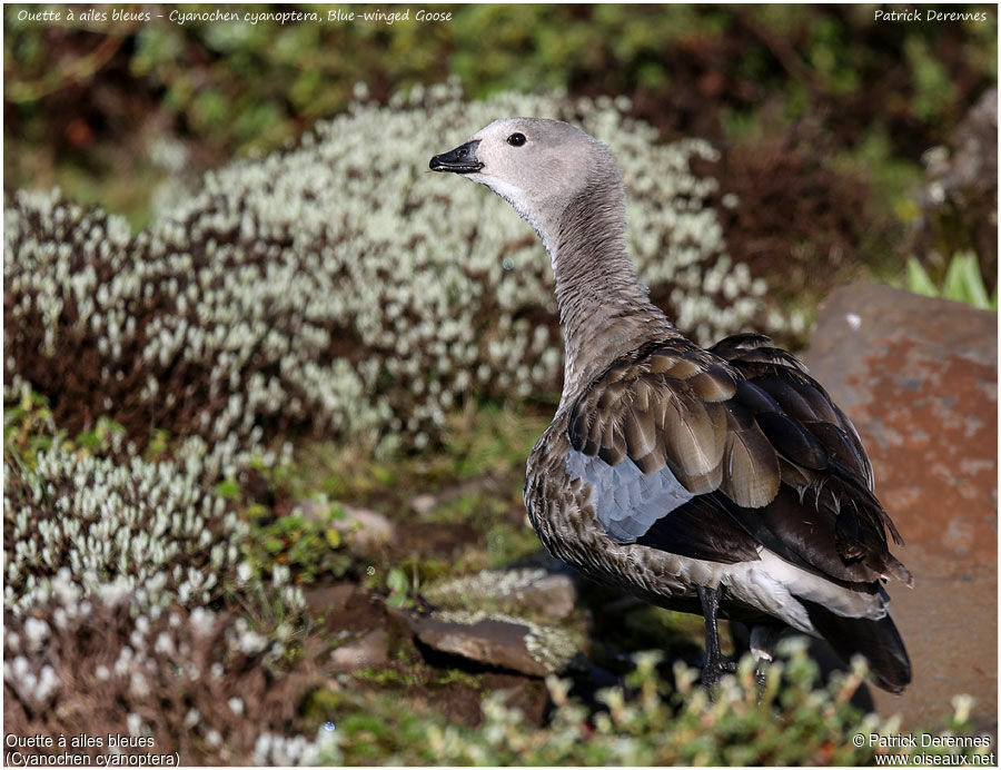 Blue-winged Gooseadult, identification