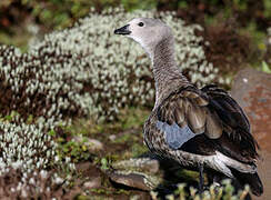 Blue-winged Goose