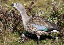 Blue-winged Goose