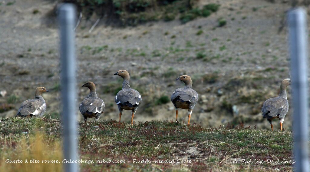 Ruddy-headed Gooseadult, habitat