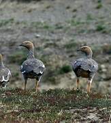 Ruddy-headed Goose