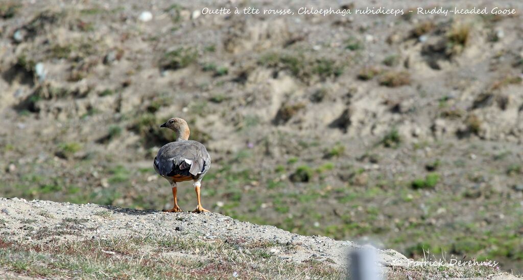 Ruddy-headed Goose