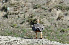 Ruddy-headed Goose