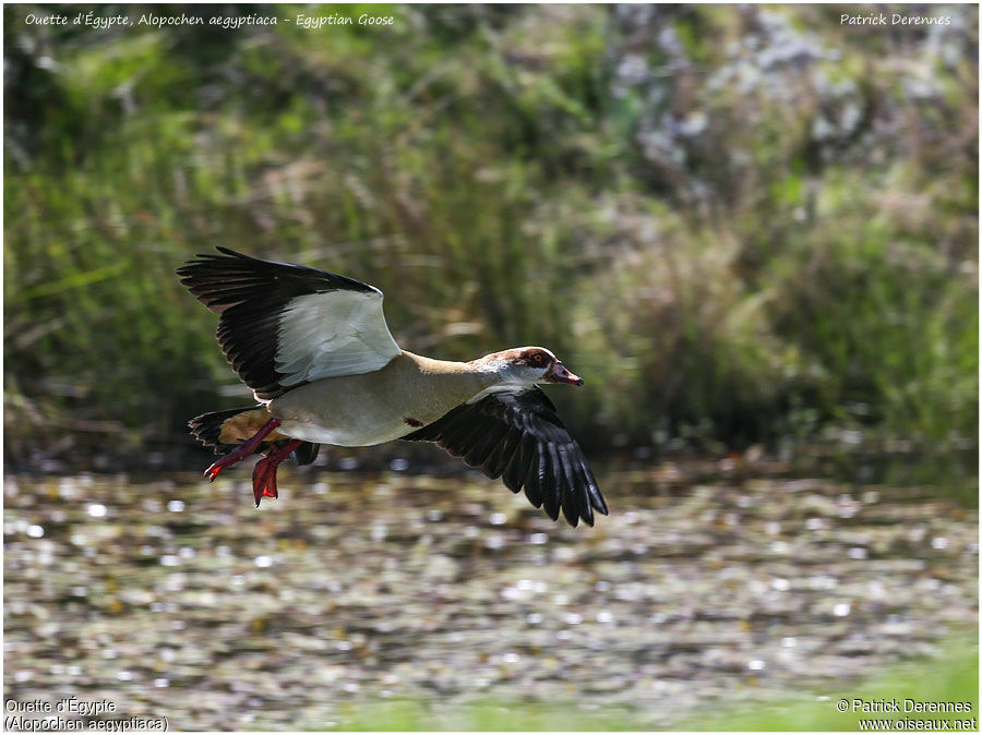 Egyptian Gooseadult, Flight