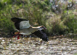 Egyptian Goose