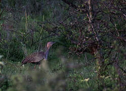 Buff-crested Bustard