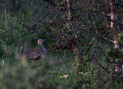 Buff-crested Bustard