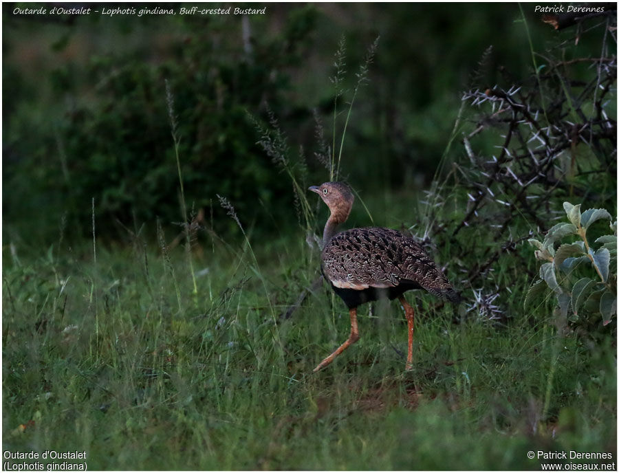 Outarde d'Oustaletadulte, identification