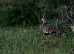 Buff-crested Bustard