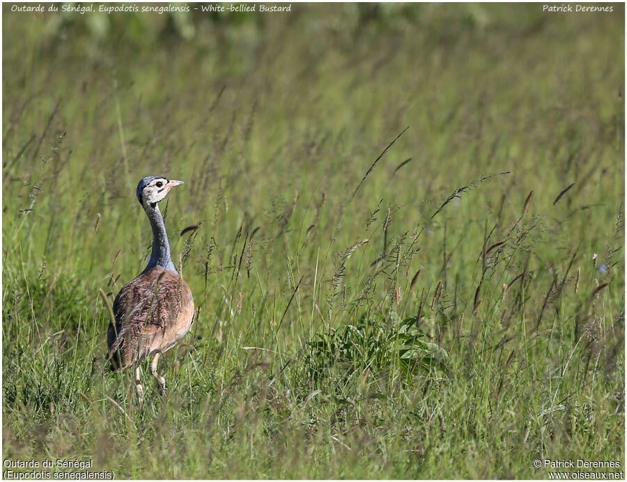 White-bellied Bustard male adult