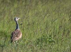 White-bellied Bustard